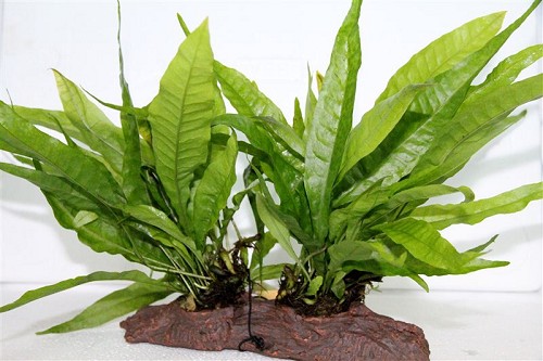 Microsorium sur rocheracine M